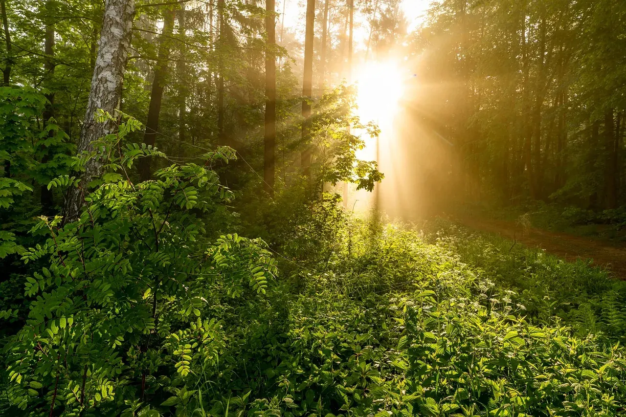 Forest Sunlight Background